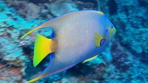 Ein Fisch mit gelbem Schwanz und blauen Flossen schwimmt in klarem Wasser.