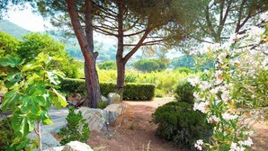 A garden with a paved path, large trees, and various plants. - Green Oasis Elba- outdoor privacy & walk to the beach- privacy, greenery and the sea (Lacona)