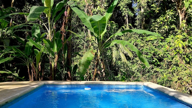 En rektangulär swimmingpool med kristallklart blått vatten, omgiven av frodigt grönt lövverk och träd.