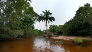 Une rivière avec un palmier au centre, entouré d’une végétation luxuriante.