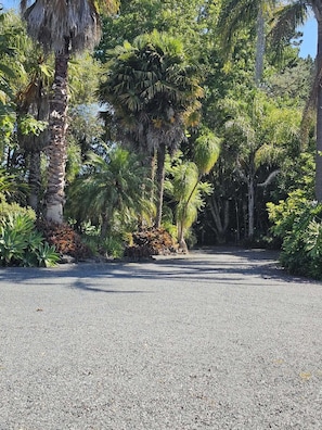 A paved pathway surrounded by lush tropical vegetation, including palm trees and various green plants.