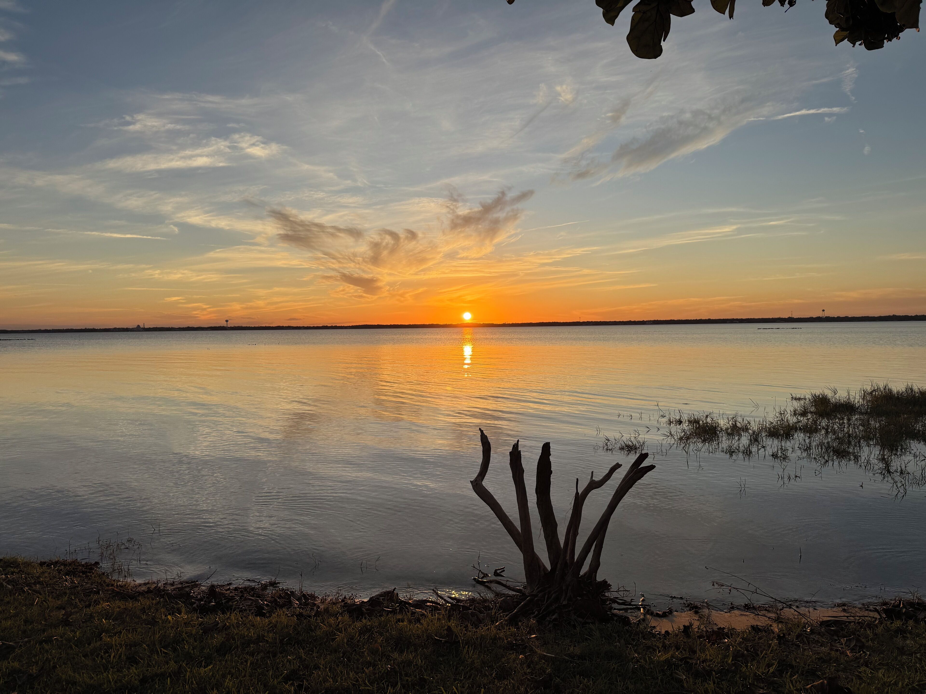 A sunset over a calm body of water with a grassy shoreline and a tree in the foreground.