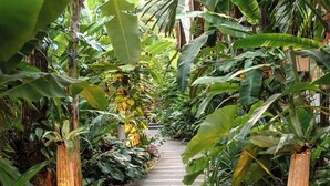 Un sentiero costeggiato da rigogliosa vegetazione tropicale e un muro in mattoni.
