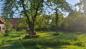 A grassy outdoor area with a wooden bench and a tree.