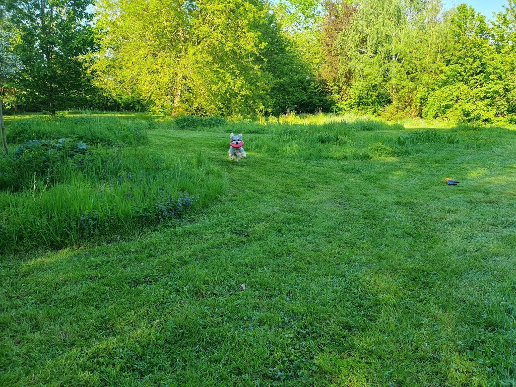 A grassy field with trees in the background.
