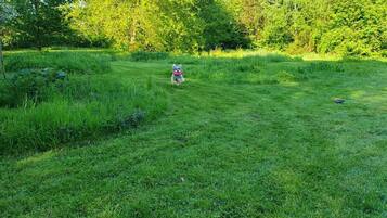 A grassy field with trees in the background.