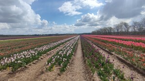 Un extenso campo de tulipanes con filas de flores bajo un cielo parcialmente nublado.