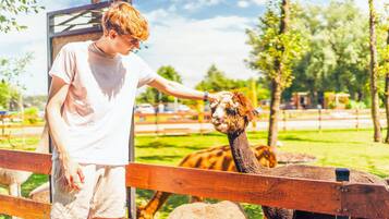 A person feeding an alpaca at a zoo enclosure.