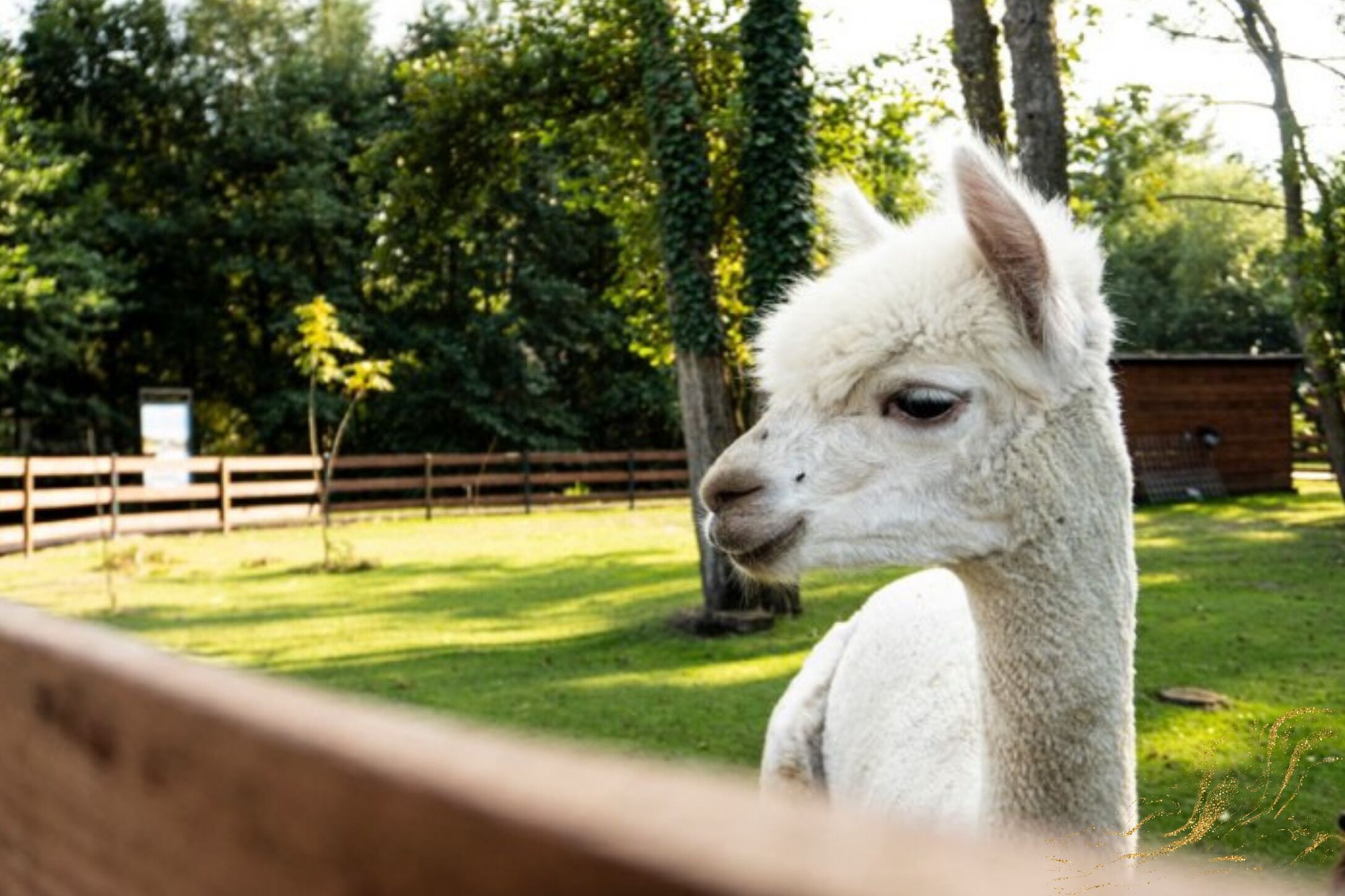 Een lama in een omheind buitengebied met bomen en een houten constructie op de achtergrond.