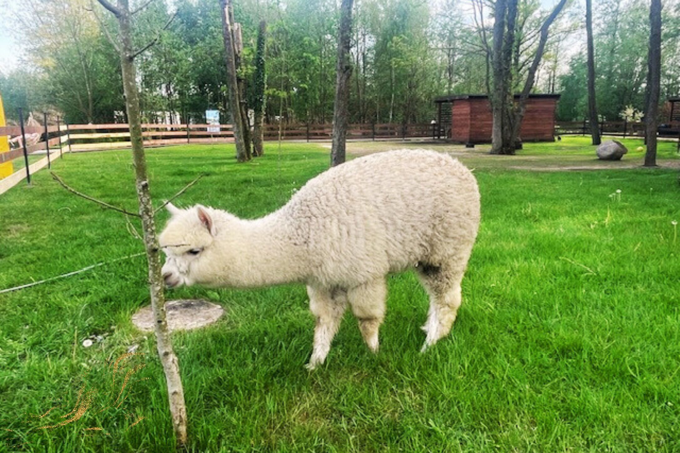 Ein Lama in einer grünen Umzäunung mit Bäumen und einer Holzhütte im Hintergrund.