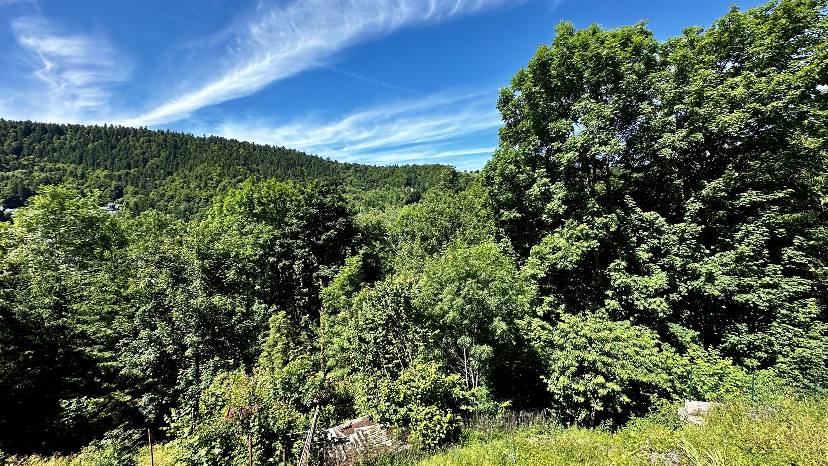 Un paisaje boscoso con árboles frondosos y un cielo despejado.