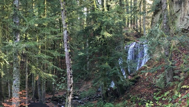 Une zone boisée avec une promenade en planches de bois qui mène à une cascade.
