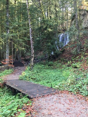 Skovområde med en trægangsti, der fører til et vandfald.