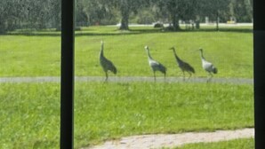A view through a window with a mesh screen, displaying a grassy area with trees and a clear sky. - Quiet retreat on beautiful horse farm (Ocala)