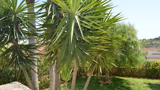 A garden with palm trees and a stone wall. - Holiday Properties Sicilian Breeze2 (Lido di Noto, Italy)