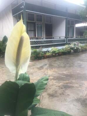 Camera Superior con letto matrimoniale o 2 letti singoli, balcone, vista giardino