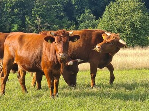 Nicht klassifiziertes Bild, 5 von 8, Schaltfläche