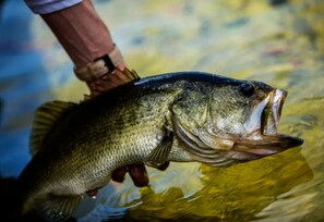 Unclassified image, 3 of 26, button