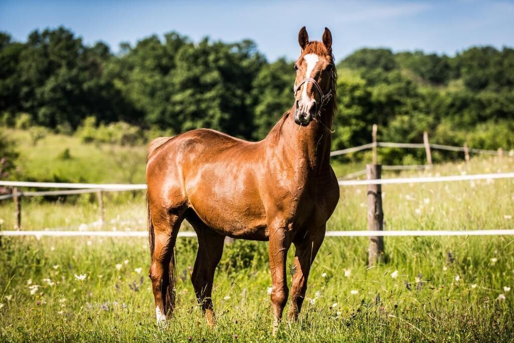 Ein Pferd steht auf einer Wiese, im Hintergrund ein Holzzaun.