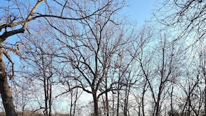 A residential street with a house on the left, surrounded by leafless trees and a clear sky. - Norfork Lakeview Oasis House #12 at Teal Point Resort (Mountain Home)