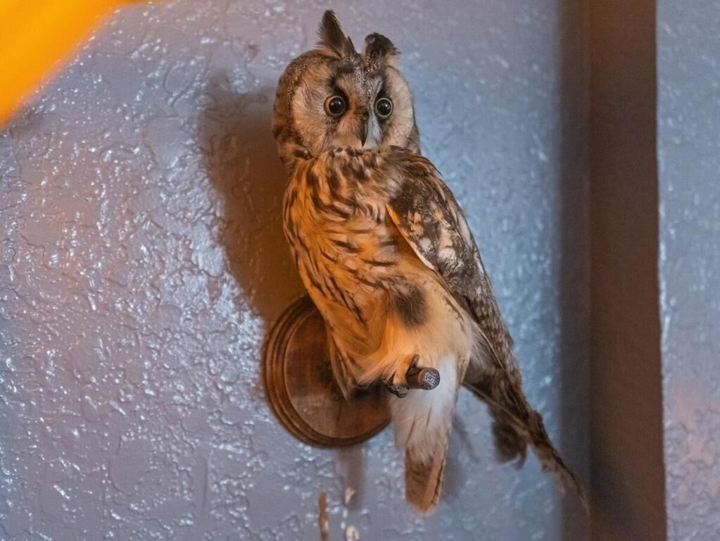 An owl perched on a wooden surface.