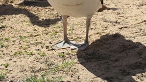 A large pelican standing on a sandy beach with water in the background. - Island Getaway on Bay - Pet friendly - Wifi - Winter special 4th night free (Cowes)