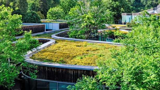 Un jardín en la azotea con un sendero curvo, rodeado de exuberante vegetación y árboles.