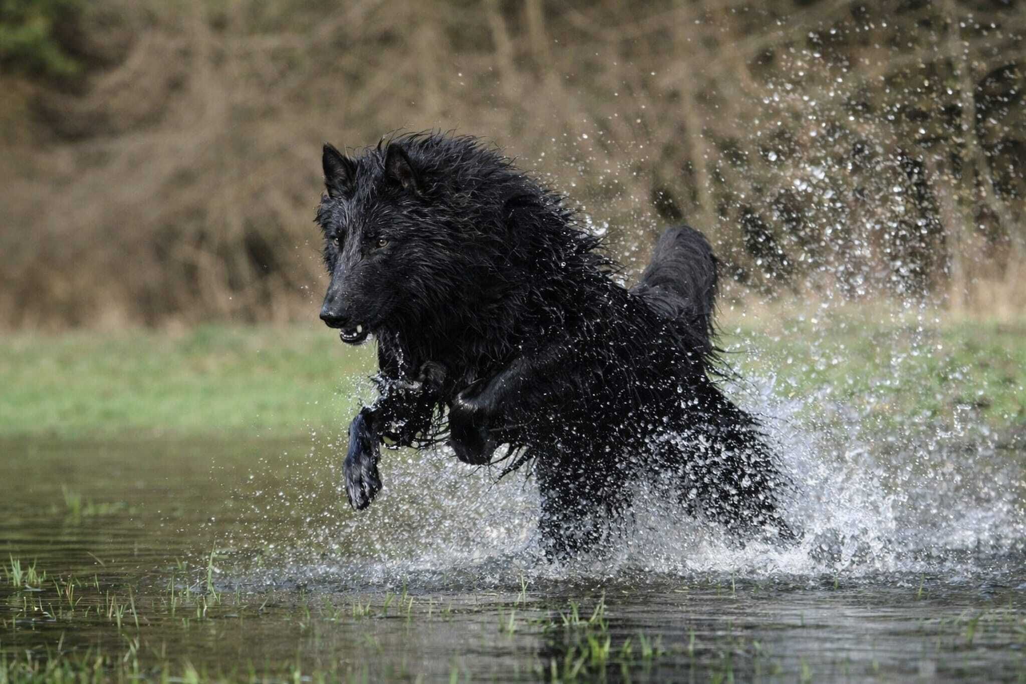 Un perro negro corriendo por el agua, levantando salpicaduras.