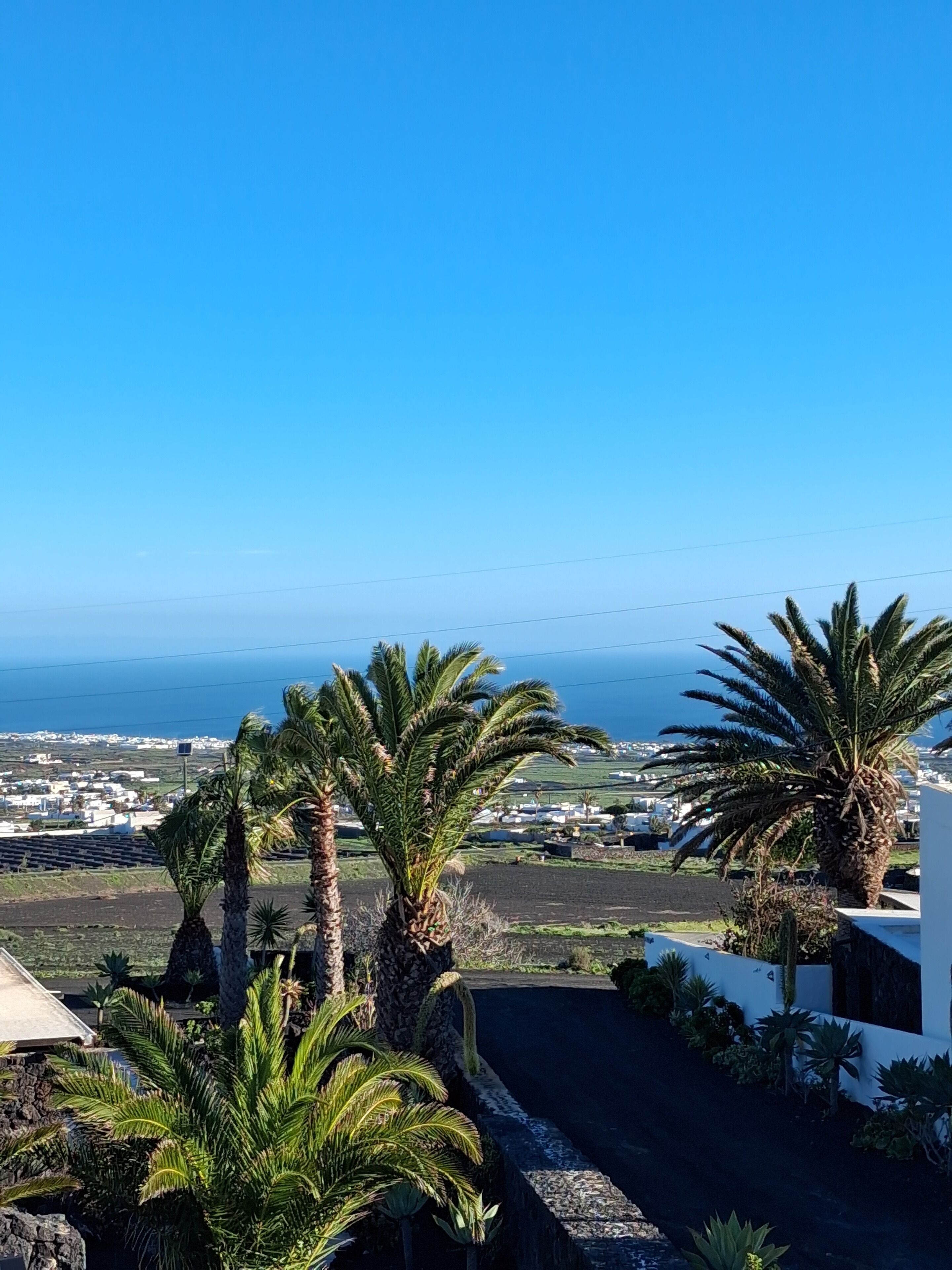 A coastal view with palm trees and a clear sky.