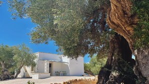 A white building with a door and windows, surrounded by olive trees and a gravel path. - Recently renovated Lamia, surrounded by olive trees and Mediterranean vegetation (Ostuni)