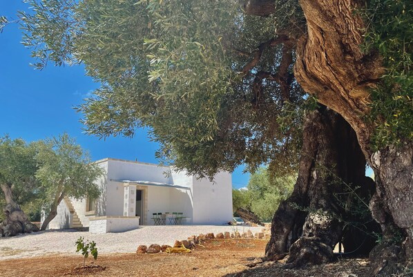 A white building with a door and windows, surrounded by olive trees and a gravel path. - Recently renovated Lamia, surrounded by olive trees and Mediterranean vegetation (Ostuni)