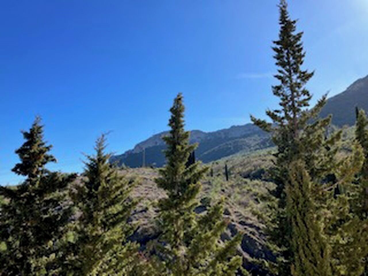 Un paisaje montañoso con árboles de hoja perenne y cielos azules despejados.
