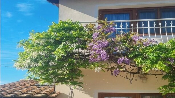 Ein zweistöckiges Haus mit Balkon, Ziegeldach und hängenden Pflanzen mit violetten Blüten.
