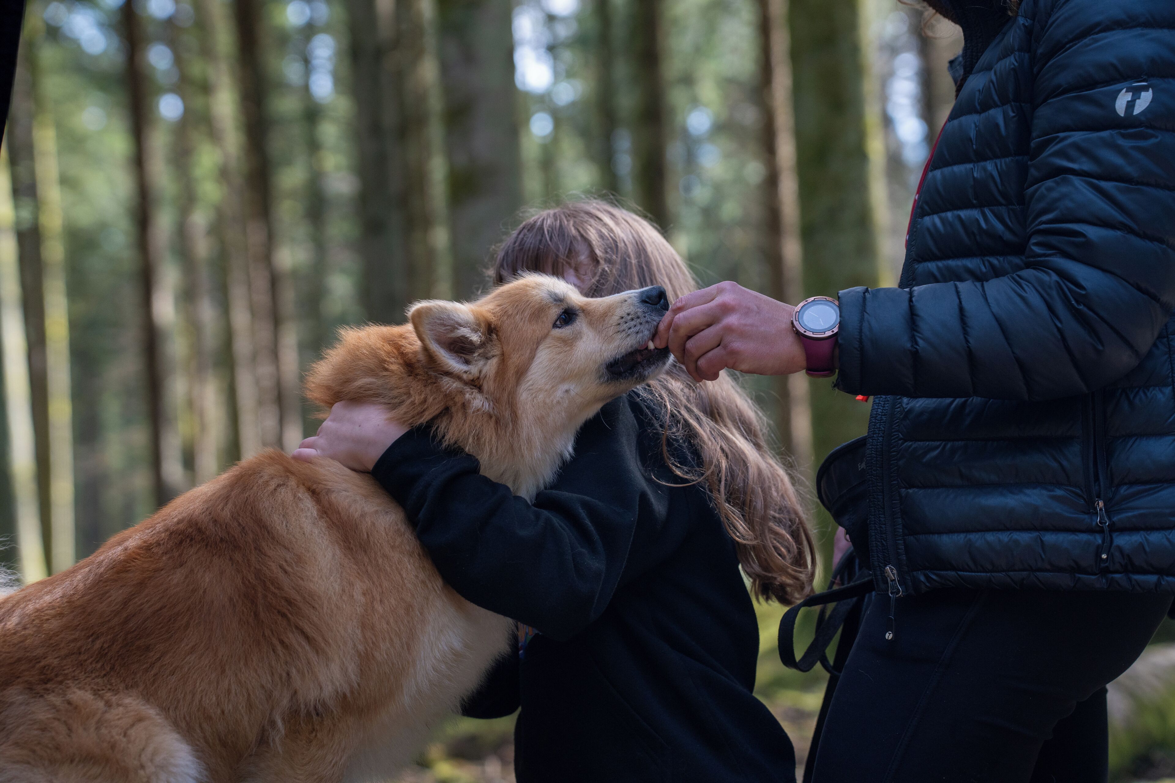A person holding a dog in a forested area.