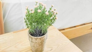 Une petite plante en pot, avec des feuilles vertes et des fleurs roses, est posée sur une table en bois dans une pièce où se trouvent un lit et un mur blanc.