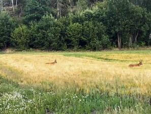 Un campo con dos ciervos y un bosque denso al fondo.