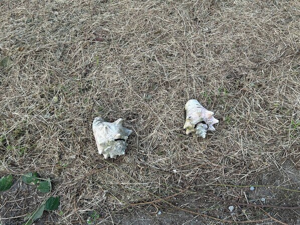 Two large, weathered seashells on a grassy field. - Amazing Antigua Getway (Bolans)