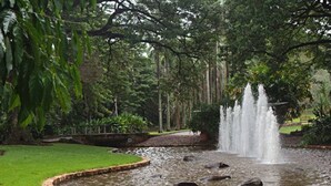 A serene garden with a central water feature, surrounded by lush greenery and a well-maintained lawn. - Zen City Tropics Fenced Yard - Balcony - Desk (Darwin)
