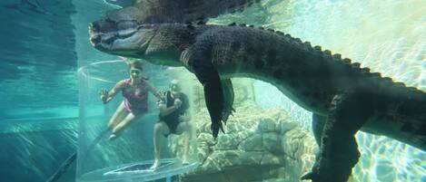 Escena submarina con un gran reptil y dos personas en un recinto transparente.