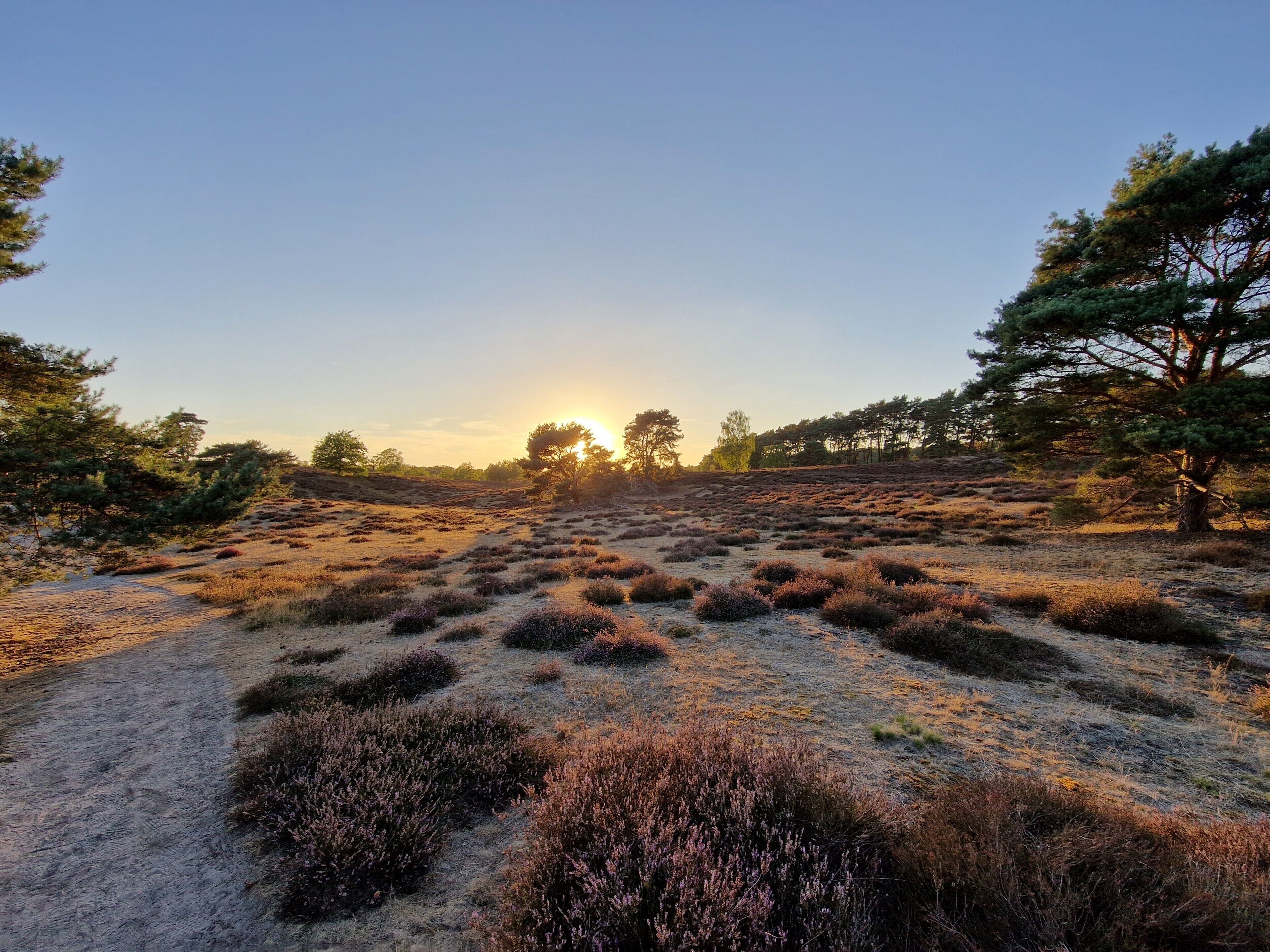 Et naturligt landskab med en sti, sparsom vegetation og træer.