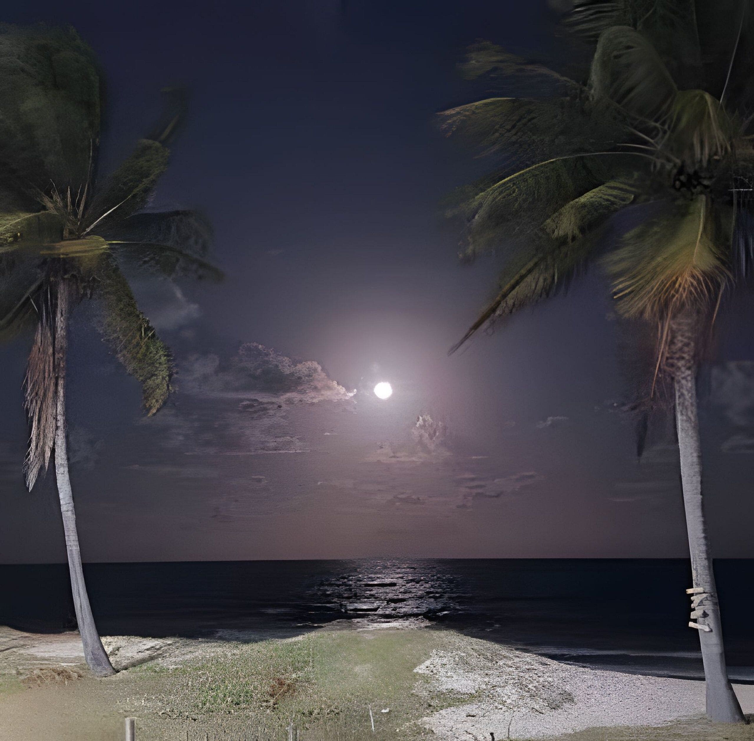 A beach scene with palm trees and a moonlit ocean at night.