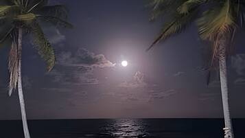 A beach scene with palm trees and a moonlit ocean at night.