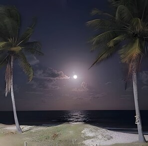 Une scène de plage avec des palmiers et un océan illuminé par la lune, la nuit.