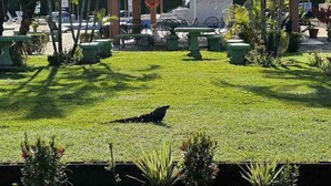 A grassy area with stone benches and potted plants. - Villa a Block Away to the Beach (Jacó)