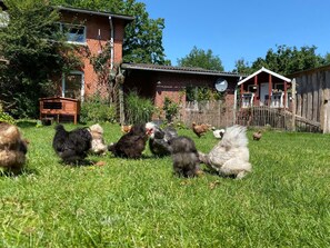 Niet-geclassificeerde afbeelding, 3 van 21, knop