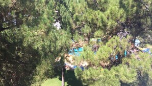 A dense pine forest with a clear blue sky. - 1 Bedroom Apartment Praia da Falésia - Comfort, Security, Location of Excellence (Albufeira)