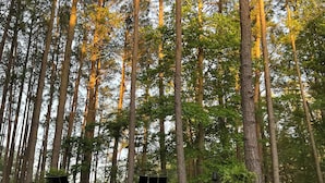Eine Terrasse mit drei Adirondack-Stühlen und einer Steinmauer, umgeben von hohen Bäumen.