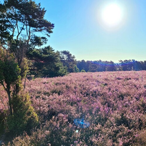 Apartment 'Ferienwohnung Im Alten Ochsenstall' with Shared Terrace and Shared Garden