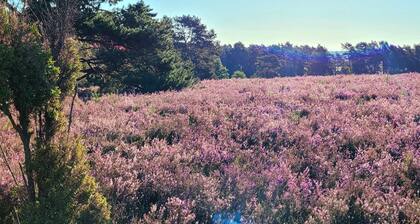 Apartment 'Ferienwohnung Im Alten Ochsenstall' with Shared Terrace and Shared Garden