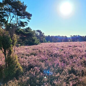 Un champ de fleurs roses sous un ciel dégagé.